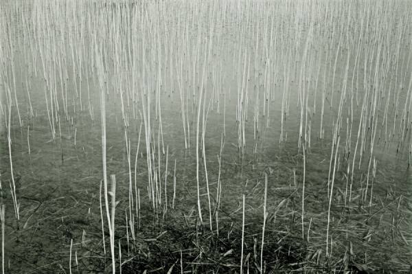 Photograph Chris Frazer Smith Water Reeds on One Eyeland